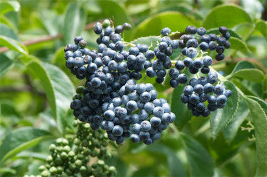 Blue Elderberry - Bundle of 5