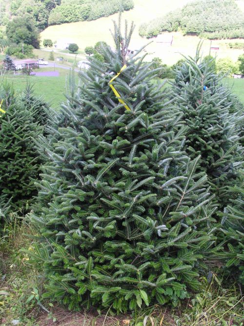 Frasier Fir - Bundle of 5