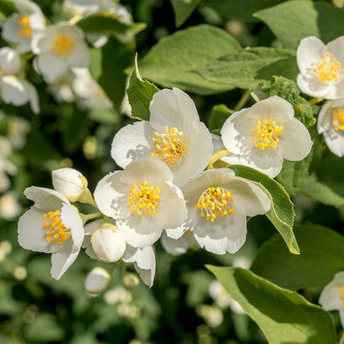 Mockorange - Bundle of 5