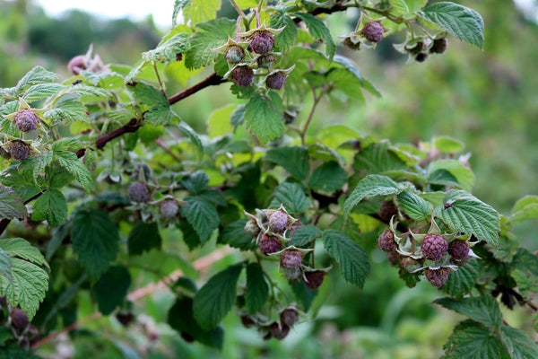 Royalty Purple Raspberry - Bundle of 3