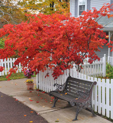 Red Japanese Maple - Bundle of 5