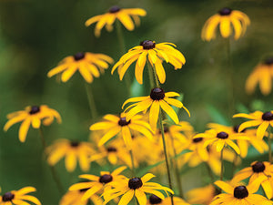 Black-eyed susan flowers