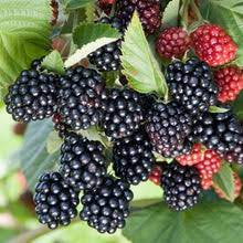 Thornless Chester Blackberry - Bundle of 3