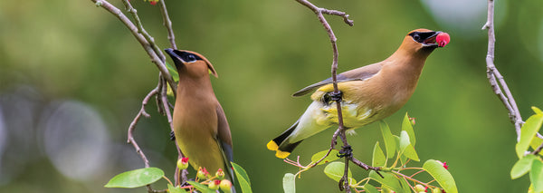 Cedar waxwings eating berries from a shrub