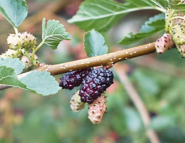 White Mulberry - Bundle of 5
