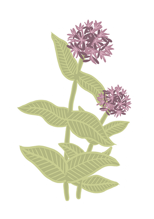 Milkweed