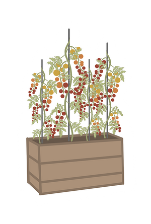 Wooden planter with tomato plants on a white background