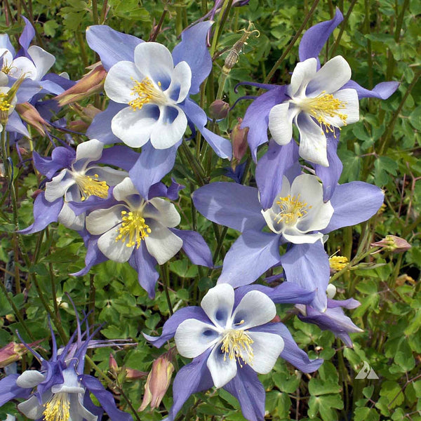 Blue Columbine - Bundle of 5