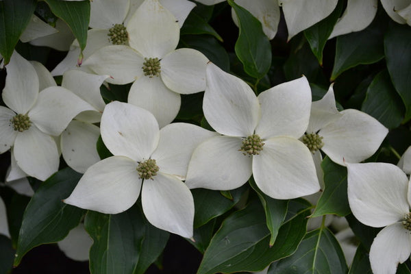 Chinese Dogwood - Bundle of 5