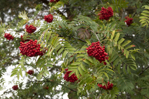 European Mountain Ash - Bundle of 5