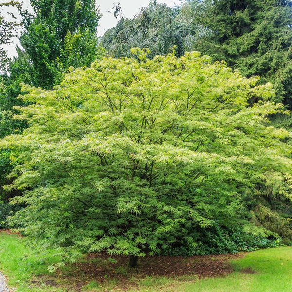 Green Japanese Maple - Bundle of 5