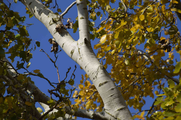 Idaho Poplar - Bundle of 5