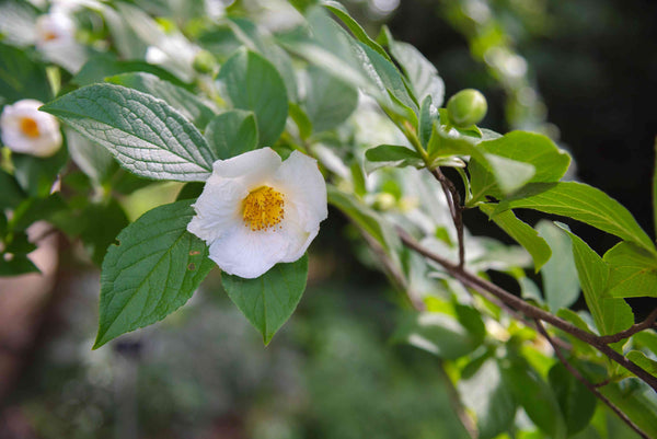 Japanese Stewarthia - Bundle of 3