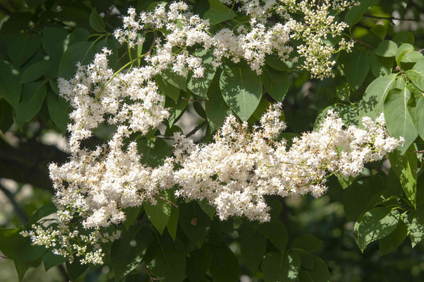 Japanese Tree Lilac - Bundle of 5