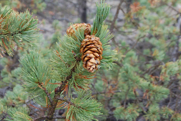 Limber Pine - Bundle of 5