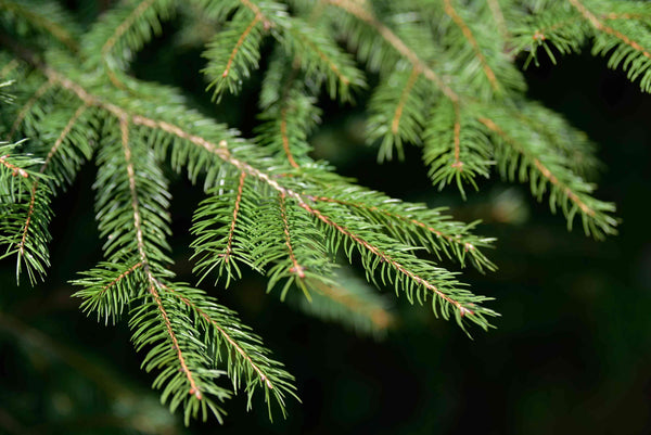 Norway Spruce - Bundle of 5