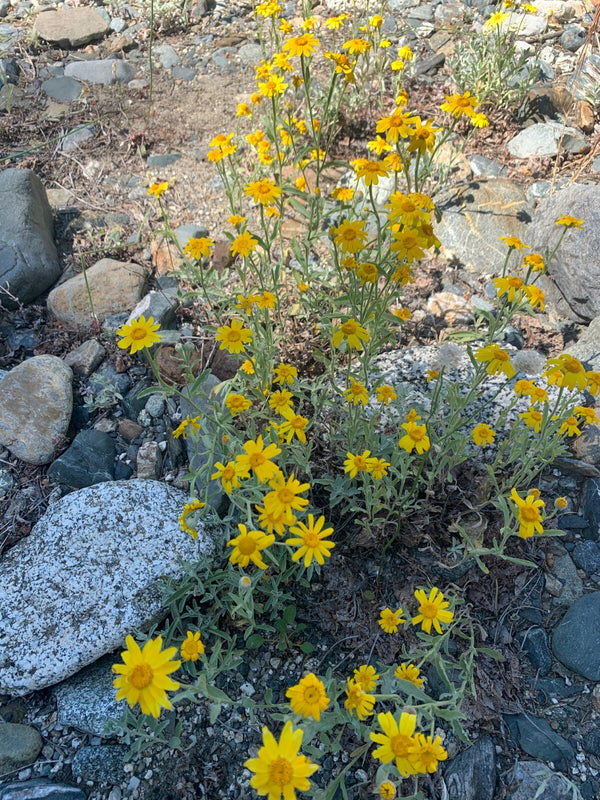 Oregon Sunshine - Bundle of 5