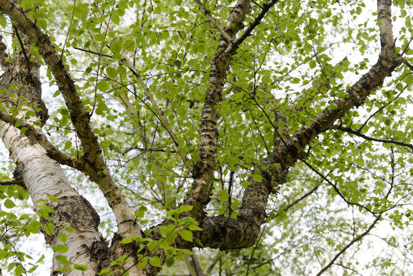 Paper Birch - Bundle of 5