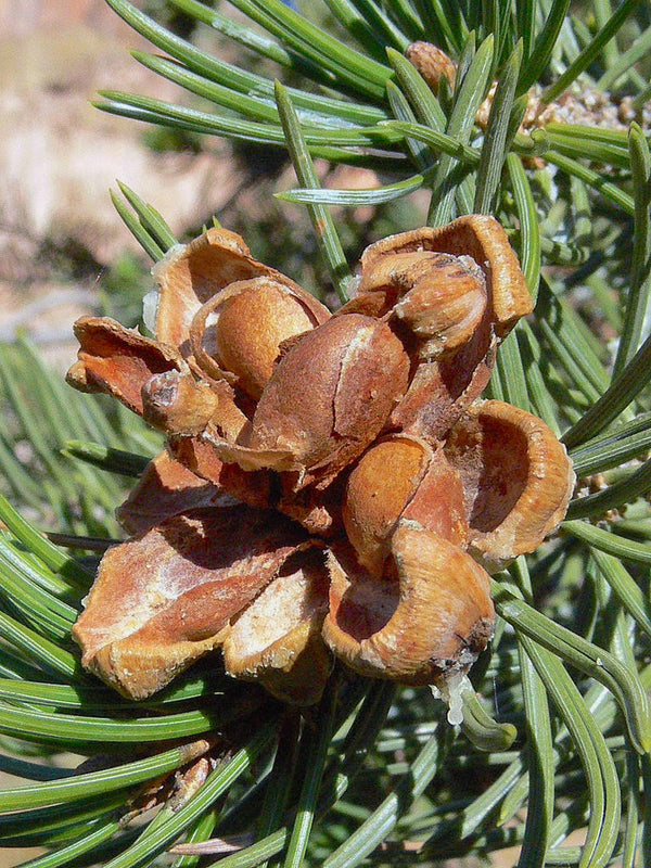 Pinyon Pine - Bundle of 5