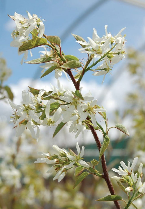 Serviceberry - Bundle of 5