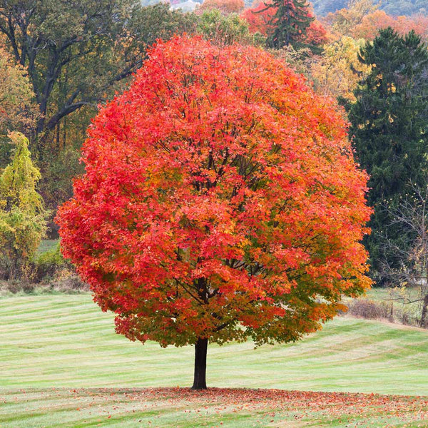 Sugar Maple- Bundle of 5