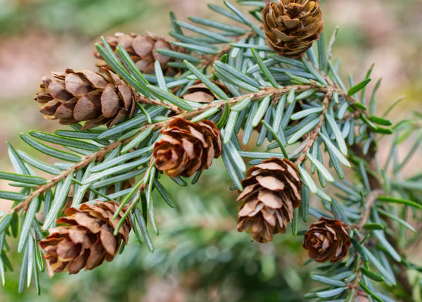 Western Hemlock- Bundle of 5