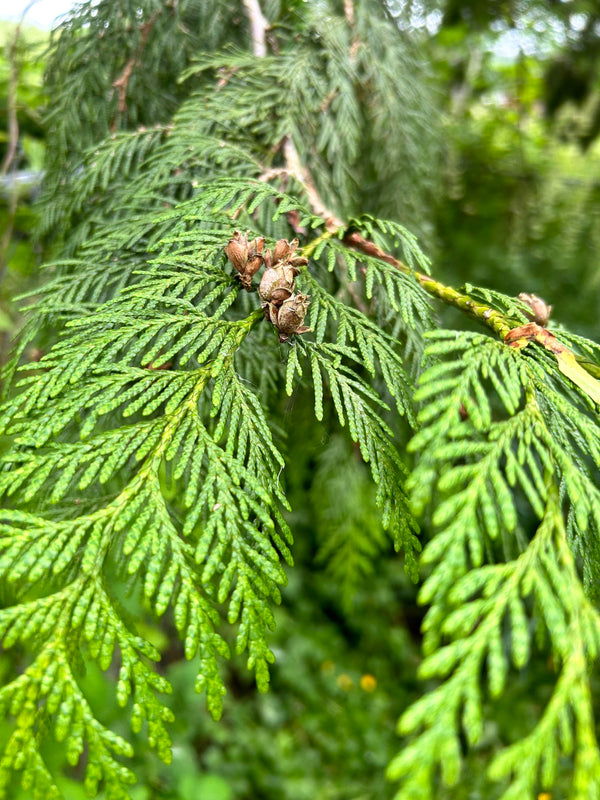 Western Red Cedar- Bundle of 5